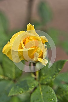 The close up of a yellow rose in a garden in madeira portugal