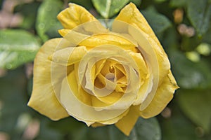 The close up of a yellow rose in a garden in madeira portugal