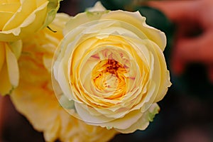 Close up of yellow rose with petals softened on blur nature background. Royalty high-quality free stock image of flowers.