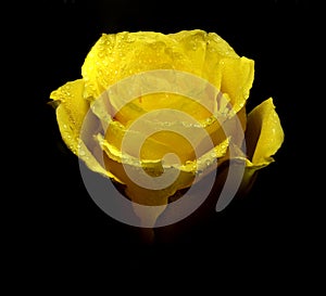 Yellow roses with water droplets. Yellow Rose. A Yellow Rose up close with a macro lens