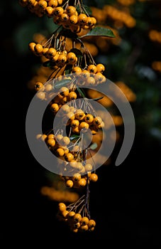 Close-up of yellow rowanberries or firethorn growing on a bush, against a dark background. The image is in