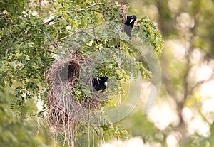 Close-up of Yellow-rumped cacique nesting