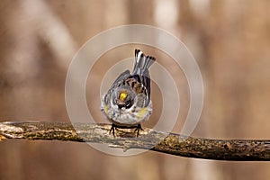 Close up of a Yellow-rumped warbler Setophaga coronata. Lower classification Myrtle warbler Dendroica coronata coronata perche