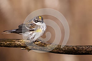 Close up of a Yellow-rumped warbler Setophaga coronata. Lower classification Myrtle warbler Dendroica coronata coronata perche