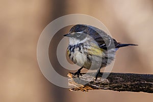 Close up of a Yellow-rumped warbler Setophaga coronata. Lower classification Myrtle warbler Dendroica coronata coronata perche