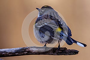 Close up of a Yellow-rumped warbler Setophaga coronata. Lower classification Myrtle warbler Dendroica coronata coronata perche