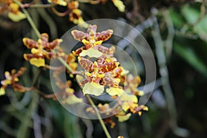 Close Up of Yellow and Rust Colored Oncidium Orchid Flowers