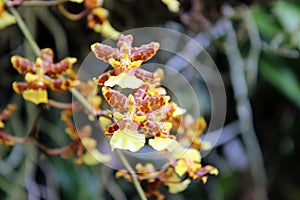 Close Up of Yellow and Rust Colored Oncidium Orchid Flowers With a Blurred Background