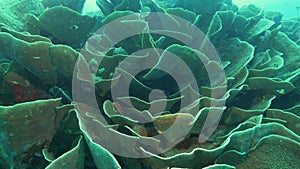 close up of yellow scroll coral at rainbow reef of fiji