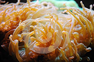 Yellow sea anemone