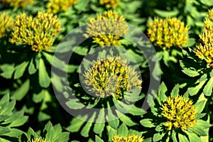 Close-up of Yellow Seedheads of Green Plants