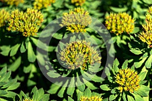 Close-up of Yellow Seedheads of Green Plants photo