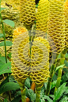 Close up yellow shampoo ginger