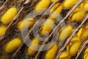 Close up of yellow silkworm cocoon in a cocoon nest