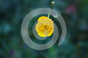 Close up of yellow small flower, with exceptional detail flowers and blurred background