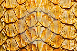 Close up of yellow snake or dragon scales background. Abstract pattern of snake skin