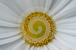 Close up of yellow stamen of white daisy