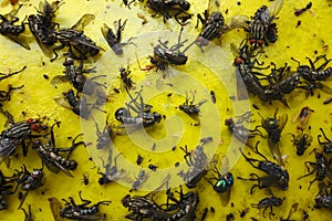 Close up of a yellow sticky paper with lots of flies