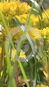 Blooming Flowers of the Sedum Sediforme: Aspect ratio 9:16 photo