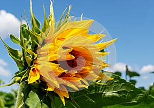 Close-up. Yellow sunflower against the blue sky