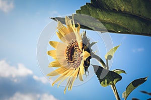 Close-up yellow sunflower against blue sky. Sunflower blooming