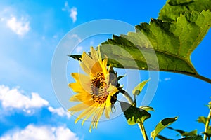 Close-up yellow sunflower against blue sky