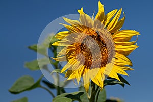 Close up of a yellow sunflower blooming against a blue sky. A honey bee is crawling on the sunflower