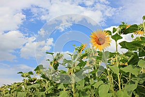 Close-up of yellow sunflower in the summer field against blue cloudy sky. Selective focus