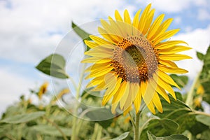 Close-up of yellow sunflower in the summer field against blue cloudy sky. Selective focus