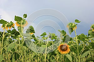 Close-up of yellow sunflower in the summer field against blue cloudy sky. Selective focus