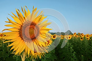 Close up yellow sunflowers petal in plant field with blue sky co