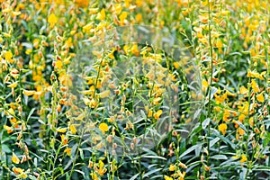 Close up of Yellow Sunn hemp flowers