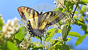 Close-up of a yellow swallowtail butterfly