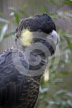 Čierny papagáj kakadu 
