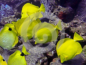 Close Up Yellow Tang Tropical Fish School Feeding on Rock