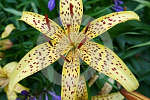 Close-up of yellow tiger lily in the garden
