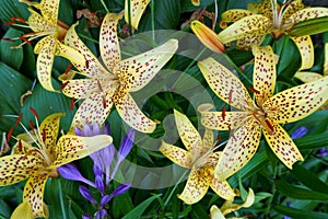 Close-up of yellow tiger lily and one blue bell