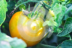Close up yellow tomato growing in field plant agriculture farm. Ripe tomatoes growing on branch