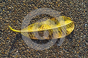 Close up Yellow tropical leaf Plumeria, Frangipani defoliate on the floor