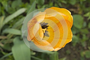 Close up of a yellow tulip