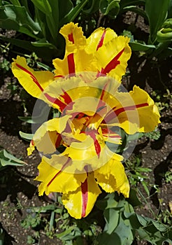 Close-up on a yellow tulip flower