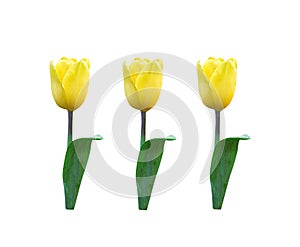 Yellow tulip flower with green leaf isolated on white background , clipping path