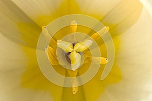 Close-up of a yellow tulip stamen