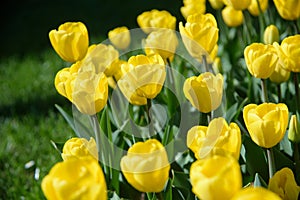 close up of yellow tulips during spring