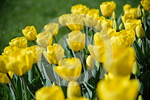 close up of yellow tulips during spring