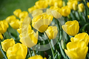 close up of yellow tulips during spring