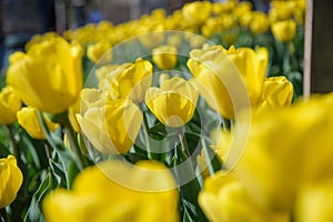 close up of yellow tulips during spring