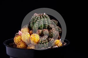 Close up yellow varigated lobivia cactus in planting pot against dark background photo