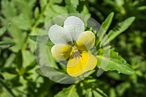 Close-up of yellow viola flower. Viola arvensis, two-color violet at wild.