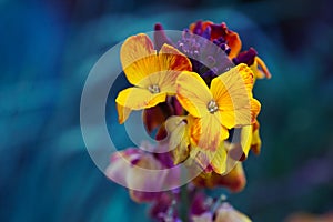 Close-up yellow wallflower on dark blue background